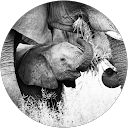 danielle Hourigan profile picture